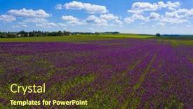 Presentation with purple flowers - Beautiful PPT layouts featuring blooming-flowers-of-purple-poppy backdrop and a tawny brown colored foreground