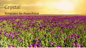  Presentation with purple flowers - Cool new presentation with blooming-flowers-of-purple-poppy backdrop and a yellow colored foreground