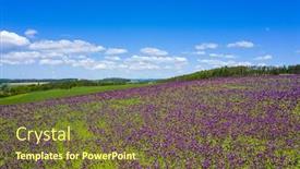  Presentation with purple flowers - Slide set consisting of blooming-flowers-of-purple-poppy background and a tawny brown colored foreground