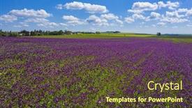  Presentation with purple flowers - Slide deck with blooming-flowers-of-purple-poppy background and a tawny brown colored foreground