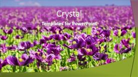  Presentation with purple flowers - PPT layouts enhanced with blooming-flowers-of-purple-poppy background and a coral colored foreground