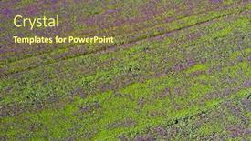  Presentation with purple flowers - Slide set consisting of blooming-flowers-of-purple-poppy background and a tawny brown colored foreground