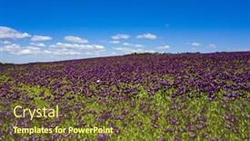  Presentation with purple flowers - PPT layouts enhanced with blooming-flowers-of-purple-poppy background and a tawny brown colored foreground