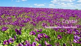  Presentation with purple flowers - PPT layouts with blooming-flowers-of-purple-poppy background and a violet colored foreground