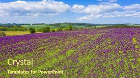  Presentation with purple flowers - Audience pleasing slide deck consisting of blooming-flowers-of-purple-poppy backdrop and a tawny brown colored foreground