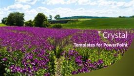  Presentation with purple flowers - Presentation theme having blooming-flowers-of-purple-poppy background and a violet colored foreground