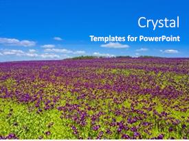 Blooming Flowers Of Purple Poppy PPT template 87 | CrystalGraphics
