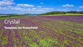  Presentation with purple lotus flowers blooming - Cool new presentation with blooming-flowers-of-purple-poppy backdrop and a violet colored foreground