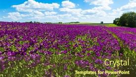  Presentation with purple flowers - Slide deck enhanced with blooming-flowers-of-purple-poppy background and a tawny brown colored foreground