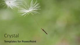  Presentation with dandelion - Presentation having blooming-fluffy-dandelion-on-field background and a seafoam green colored foreground