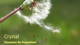  Presentation with dandelion - Theme enhanced with blooming-fluffy-dandelion-on-field background and a tawny brown colored foreground