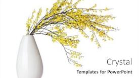  Presentation with branch - Amazing presentation having blooming-french-broom-branch backdrop and a white colored foreground