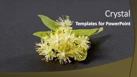  Presentation with medicinal plant - PPT theme enhanced with blooming-freshly-picked-natural-twig background and a dark gray colored foreground