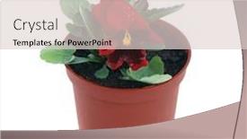  Presentation with flower - Beautiful PPT theme featuring blooming-garden-violet-with-red backdrop and a lemonade colored foreground