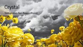  Presentation with blooming flower animated - Amazing slide set having blooming garden yellow buttercups swaying backdrop and a light gray colored foreground