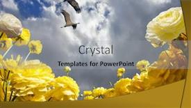  Presentation with strong wind - Slide set featuring blooming-garden-yellow-buttercups-swaying background and a light gray colored foreground