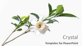  Presentation with jasmine flower - Audience pleasing slide set consisting of blooming-gardenia-jasmine-flower backdrop and a white colored foreground