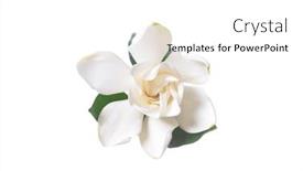  Presentation with jasmine flower - Amazing PPT theme having blooming-gardenia-jasmine-flower backdrop and a white colored foreground