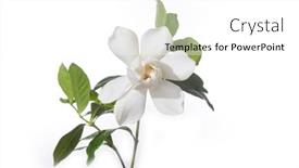  Presentation with jasmine flower - Slide set enhanced with blooming-gardenia-jasmine-flower background and a white colored foreground