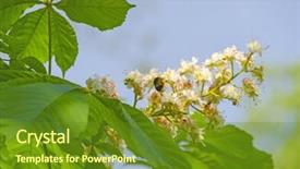  Presentation with bumblebee - Slide deck having blooming horse chestnut with bumblebee background and a tawny brown colored foreground