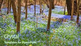  Presentation with snow - Presentation having blooming in abundance ontario canada background and a tawny brown colored foreground