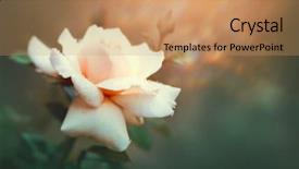  Presentation with pink colour - Slide set consisting of blooming in summer garden roses background and a coral colored foreground