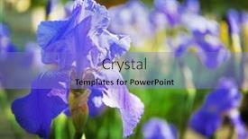  Presentation with iris - Colorful PPT theme enhanced with blooming iris on natural background backdrop and a light blue colored foreground