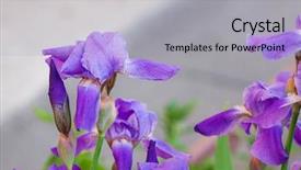  Presentation with bbq park - Slide deck having blooming irises in the park background and a  colored foreground