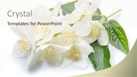  Presentation with jasmine flower - Beautiful slides featuring blooming-jasmine-flower-branch backdrop and a cream colored foreground
