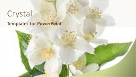  Presentation with jasmine flower - PPT layouts featuring blooming-jasmine-flower-branch background and a lemonade colored foreground