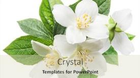  Presentation with jasmine flower - Presentation theme enhanced with blooming-jasmine-flower-branch background and a soft green colored foreground