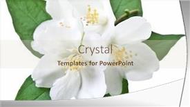  Presentation with jasmine flower - Colorful presentation design enhanced with blooming-jasmine-flower-with-leaves backdrop and a lemonade colored foreground