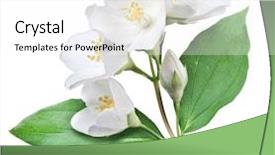  Presentation with jasmine flower - Presentation consisting of blooming jasmine flower with leaves background and a white colored foreground