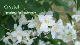  Presentation with jasmine - Amazing slides having blooming-jasmine-shrub-tender-jasmine backdrop and a tawny brown colored foreground