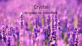  Presentation with lavender - Audience pleasing slide deck consisting of lavendar flowers - blooming lavender in a field backdrop and a lilac colored foreground