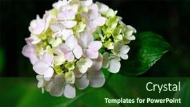  Presentation with hydrangea - Colorful PPT layouts enhanced with blooming-light-pink-hydrangea-flowers backdrop and a forest green colored foreground