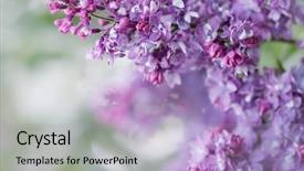  Presentation with spring - Slide deck enhanced with blooming lilacs wallpapers with spring background and a light blue colored foreground