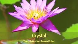  Presentation with lotus flower - Cool new presentation theme with blooming lotus flower on pond backdrop and a tawny brown colored foreground