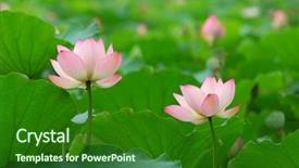  Presentation with dark flower - Presentation with blooming lotus flower over dark background and a forest green colored foreground