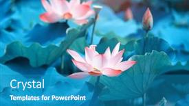  Presentation with lotus flower - 