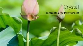  Presentation with lotus - 