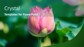  Presentation with lotus flower - 