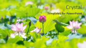  Presentation with lotus - 