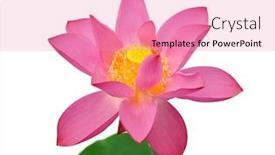  Presentation with lotus flower - Audience pleasing slides consisting of blooming lotus flower backdrop and a coral colored foreground