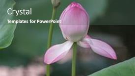  Presentation with lotus flower - 