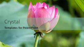  Presentation with lotus flower - 