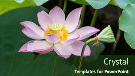  Presentation with lotus flower - 