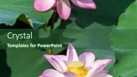  Presentation with lotus flower - 