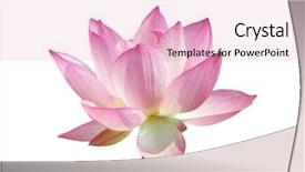  Presentation with lotus flower - Cool new presentation with blooming lotus flower backdrop and a lemonade colored foreground