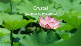 Presentation with lotus flower - Beautiful theme featuring blooming lotus flower backdrop and a seafoam green colored foreground